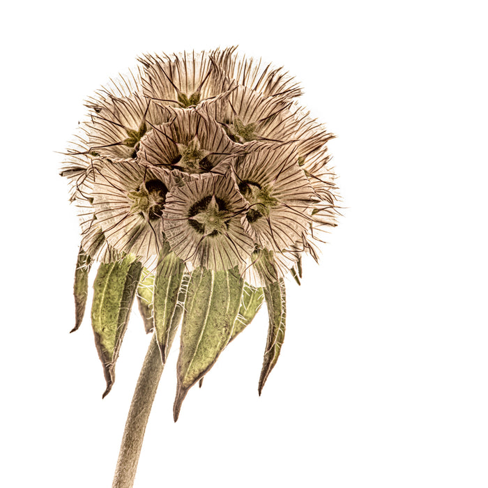 Starflower 2