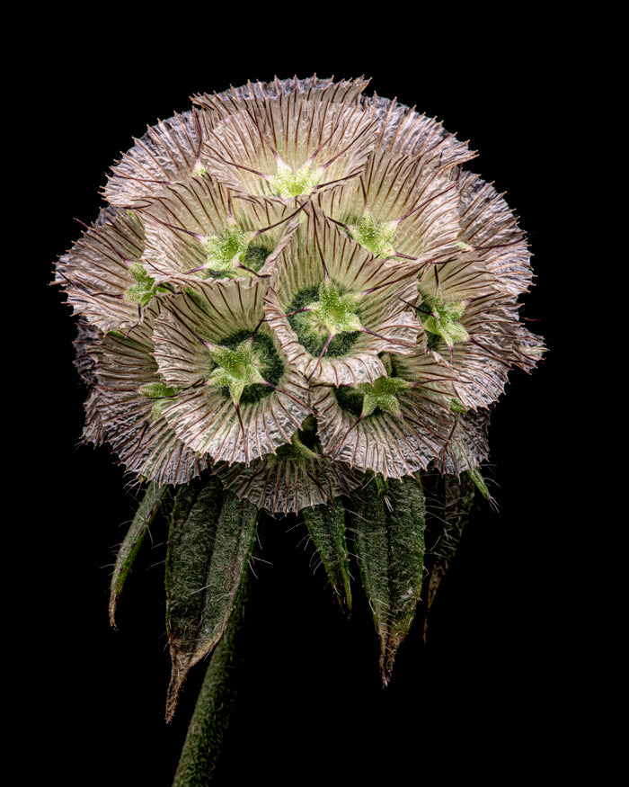 Starflower 3