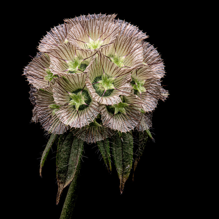 Starflower 3