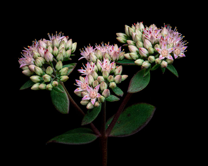Stonecrop 1