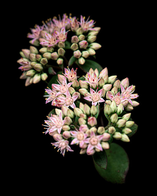 Stonecrop 2