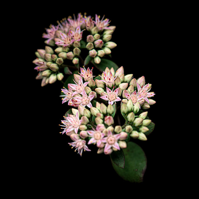 Stonecrop 2