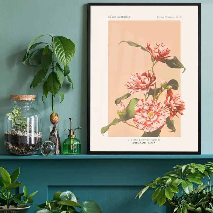 Striped Camellias Ogawa Kazumasa Flowers Print, Japanese woodblock print black framed on a living room shelf