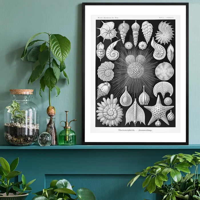 Thalamophora–Kammerlinge Microorganisms Illustration Print black framed on a living room shelf