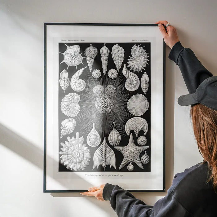Thalamophora–Kammerlinge Microorganisms Illustration Print being hung on a wall in a black frame