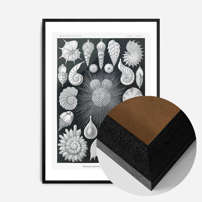 21x30cm | 8¼ x 11¾in / Black Wood Frame