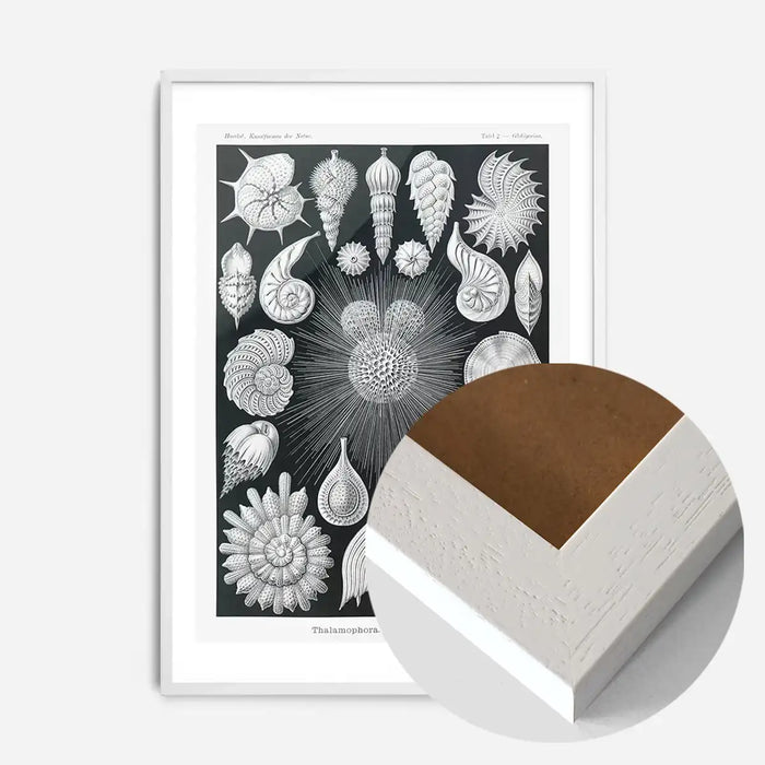 21x30cm | 8¼ x 11¾in / White Wood Frame