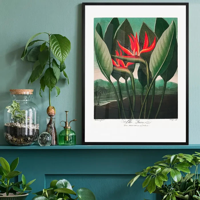 The Queen Plant by Robert John Thornton Print, vintage botanical print black framed on a living room shelf
