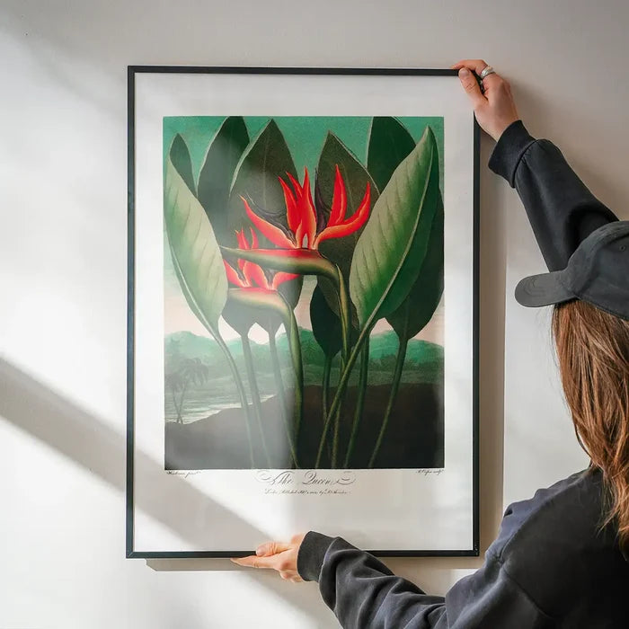 The Queen Plant by Robert John Thornton Print being hung on a wall in a black frame