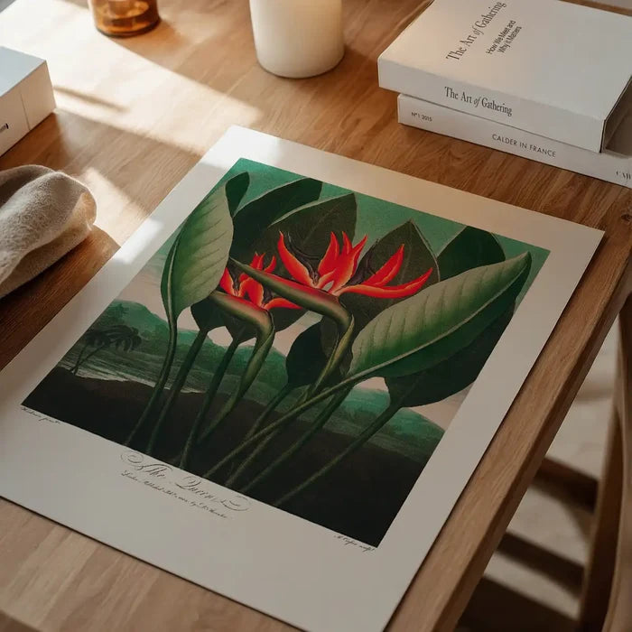 The Queen Plant by Robert John Thornton Print, vintage botanical print unframed on a home office desk