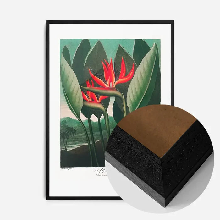 21x30cm | 8¼ x 11¾in / Black Wood Frame