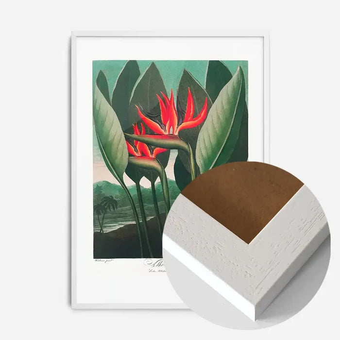 21x30cm | 8¼ x 11¾in / White Wood Frame