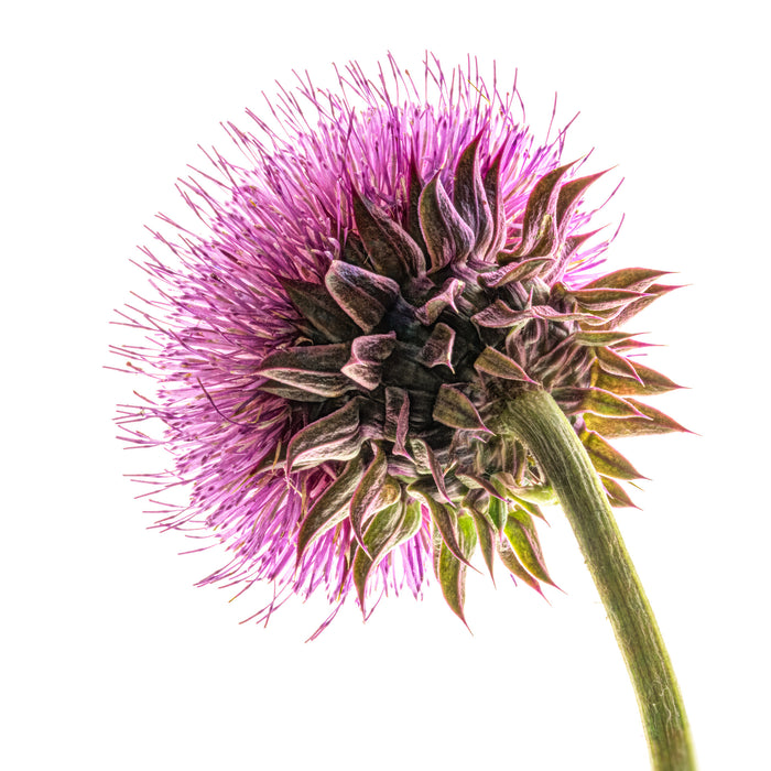 Thistle 2