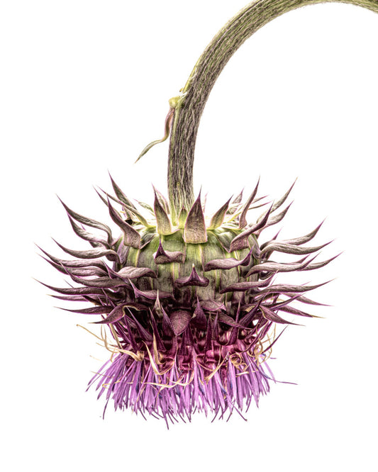 Thistle 3
