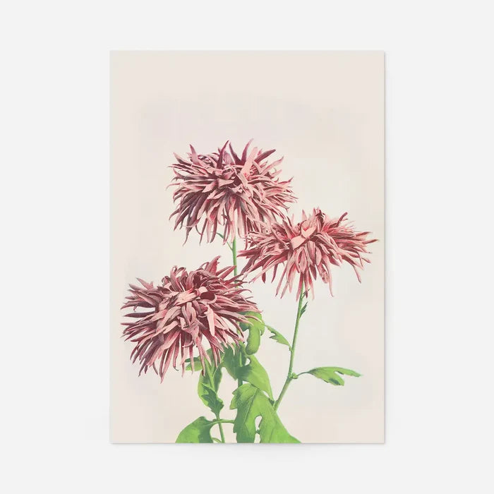Three Pink Chrysanthemums Ogawa Kazumasa Flowers Print, Japanese woodblock print, unframed