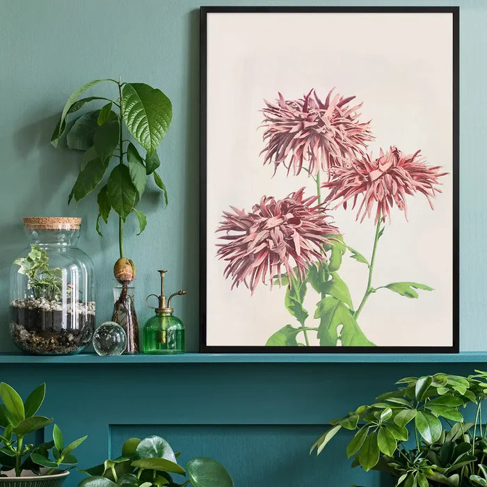 Three Pink Chrysanthemums Ogawa Kazumasa Flowers Print, Japanese woodblock print black framed on a living room shelf