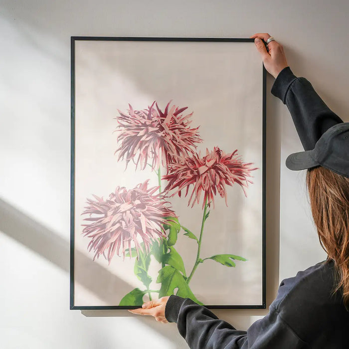 Three Pink Chrysanthemums Ogawa Kazumasa Flowers Print being hung on a wall in a black frame