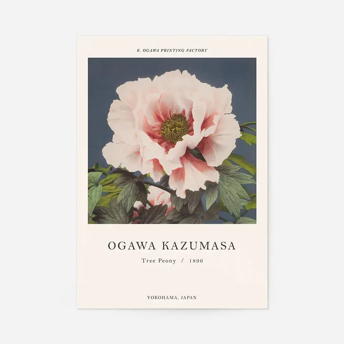 Tree Peony Ogawa Kazumasa Flowers Print 40x50cm Clearance Print, unframed