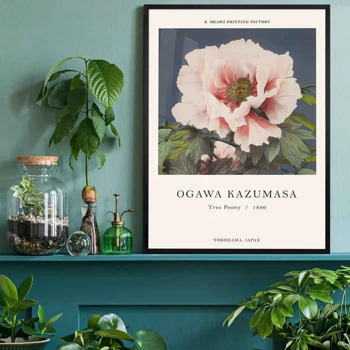 Tree Peony Ogawa Kazumasa Flowers Print, Japanese woodblock print black framed on a living room shelf