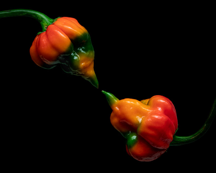 Trinidad Scorpion 1