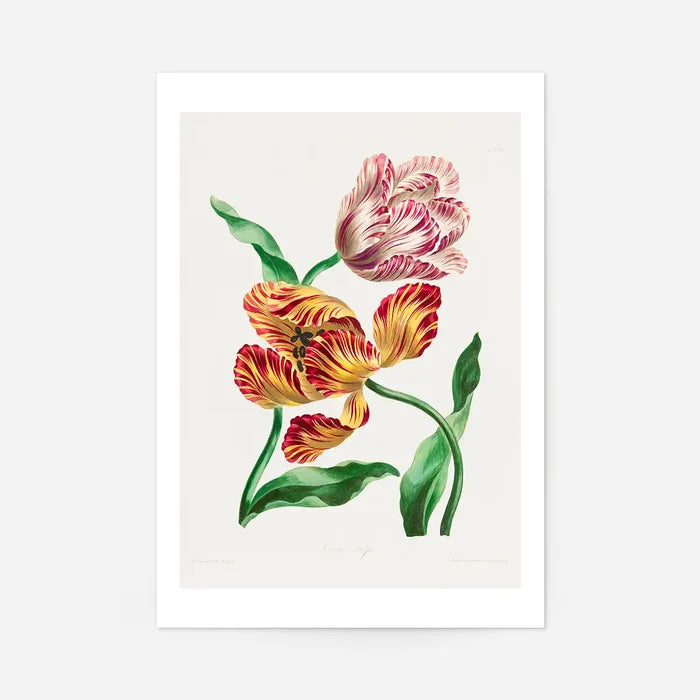 Various Tulips by John Edwards Print