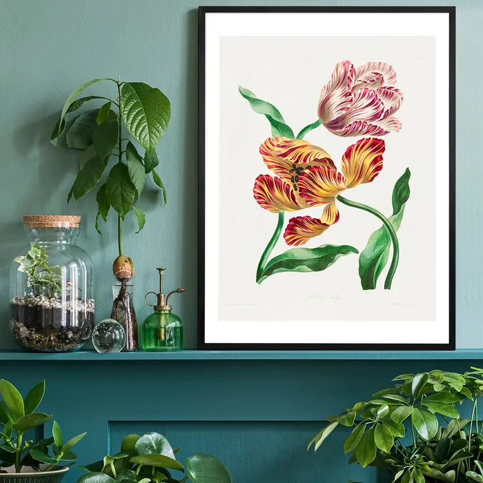 Various Tulips by John Edwards Print, vintage botanical print black framed on a living room shelf