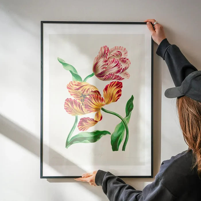 Various Tulips by John Edwards Print being hung on a wall in a black frame