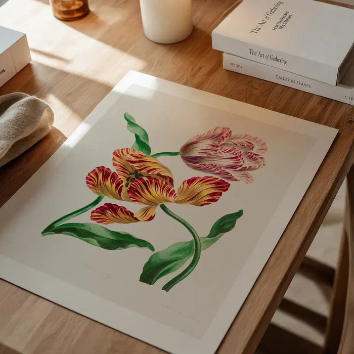 Various Tulips by John Edwards Print, vintage botanical print unframed on a home office desk