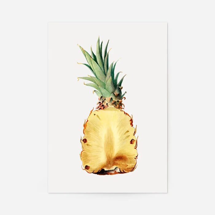 Vintage Half Pineapple Fruit Illustration Print