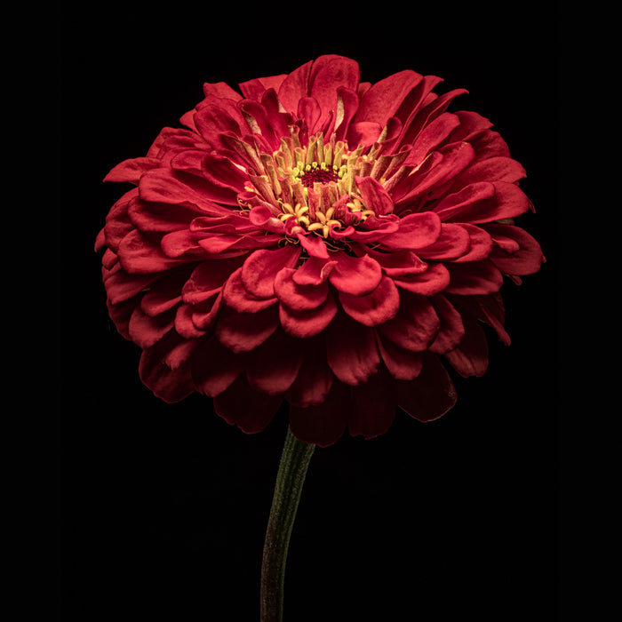 Zinnia 10