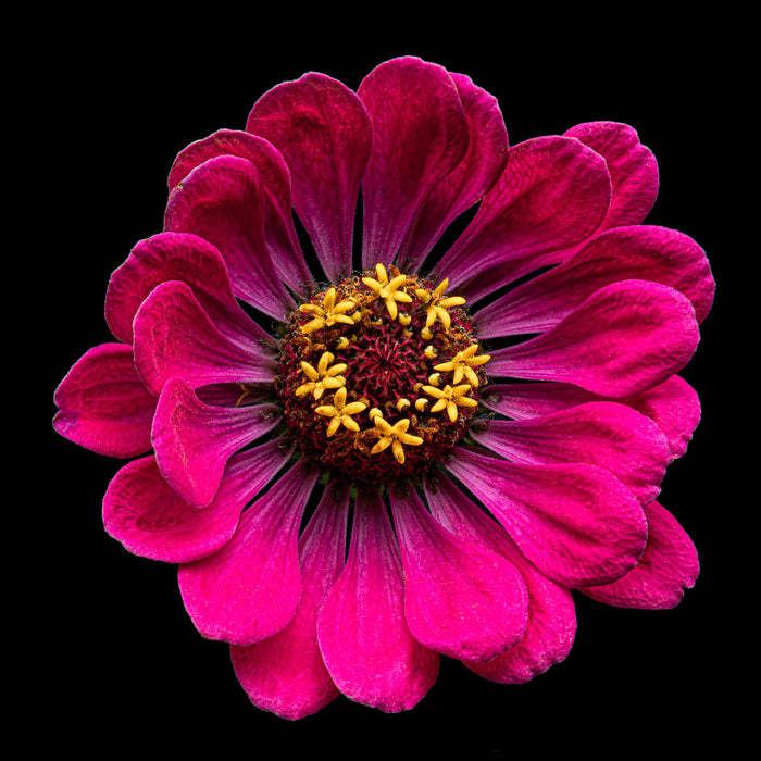 Zinnia 11