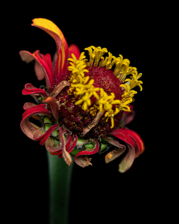Zinnia 13
